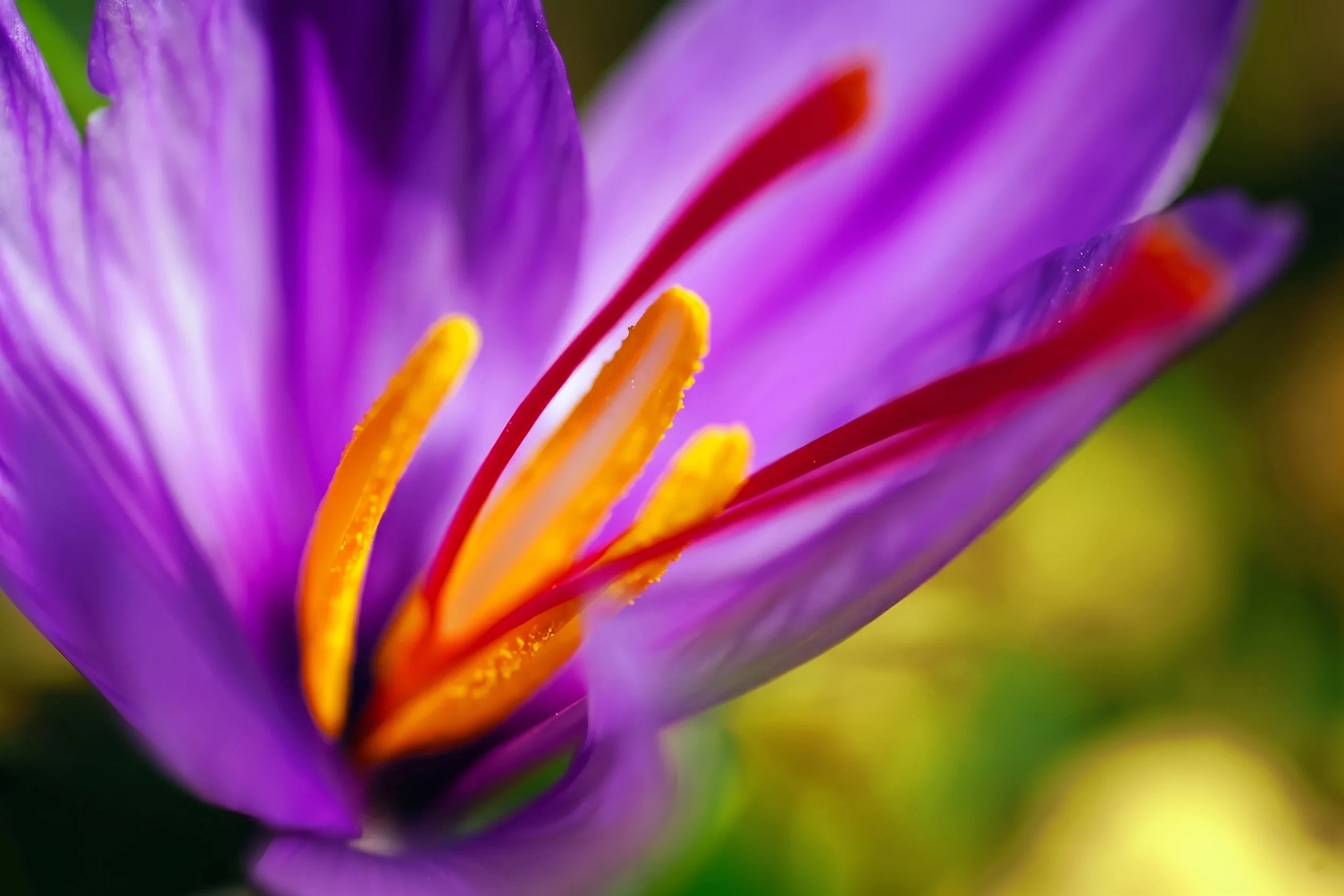 Saffron infusion in a small glass